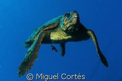 A very old turtle. by Miguel Cortés 